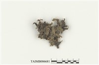 藏品(地錢)的圖片